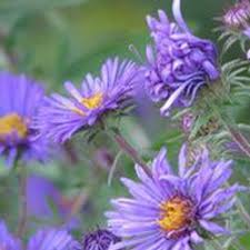 Image result for Aster novae-angliae