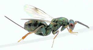 Attēlu rezultāti vaicājumam “Torymidae”