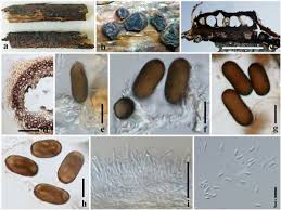Attēlu rezultāti vaicājumam “Vouauxiomyces santessonii”