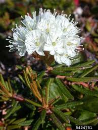 Attēlu rezultāti vaicājumam “Ledum palustre flower”