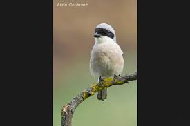 Image result for Lanius minor