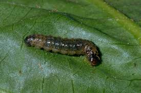 Attēlu rezultāti vaicājumam “Aphelia paleana larva”