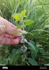 Attēlu rezultāti vaicājumam “Mentha x verticillata leaf”