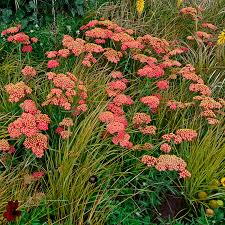 Image result for Achillea millefolium