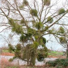 Attēlu rezultāti vaicājumam “Viscum album female flower”