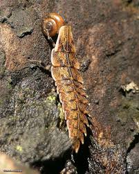 Attēlu rezultāti vaicājumam “Lampyridae”