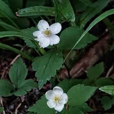 Attēlu rezultāti vaicājumam “Ranunculaceae”