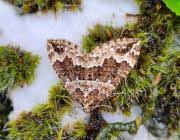 Attēlu rezultāti vaicājumam “Lampropteryx suffumata”