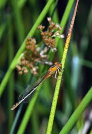 Attēlu rezultāti vaicājumam “Ischnura pumilio”