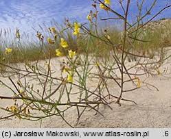 Attēlu rezultāti vaicājumam “Linaria loeselii”