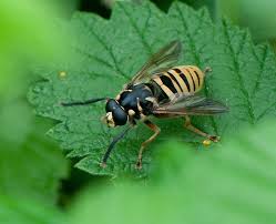 Attēlu rezultāti vaicājumam “Temnostoma vespiforme”