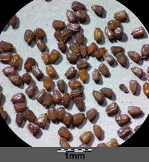 Attēlu rezultāti vaicājumam “Saxifraga tridactylites fruit”