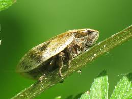 Attēlu rezultāti vaicājumam “Lepyronia coleoptrata”