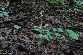Attēlu rezultāti vaicājumam “Epipactis helleborine leaf”
