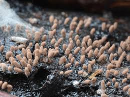 Attēlu rezultāti vaicājumam “Comatricha pulchella”