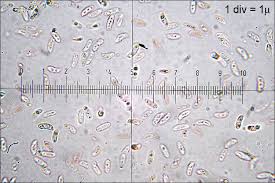 Attēlu rezultāti vaicājumam “Polyporus brumalis”