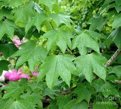 Attēlu rezultāti vaicājumam “Kalopanax septemlobus”