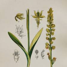 Attēlu rezultāti vaicājumam “Herminium monorchis flower”