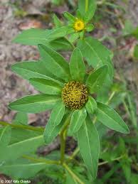 Attēlu rezultāti vaicājumam “Bidens tripartita flower”