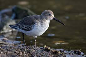 Attēlu rezultāti vaicājumam “Calidris alpina”