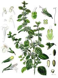 Image result for Melissa officinalis