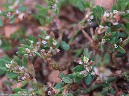 Attēlu rezultāti vaicājumam “Polygonum arenastrum flower”