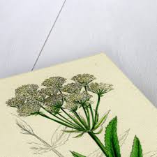 Attēlu rezultāti vaicājumam “Sium latifolium”