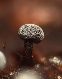 Attēlu rezultāti vaicājumam “Didymium melanospermum spores”