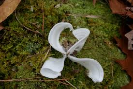 Attēlu rezultāti vaicājumam “Frost Flowers”