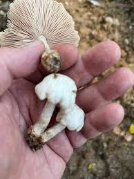 Attēlu rezultāti vaicājumam “Lentinus suavissimus”