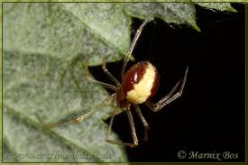 Attēlu rezultāti vaicājumam “Neottiura bimaculata female”