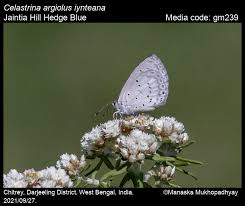Attēlu rezultāti vaicājumam “Celastrina argiolus”