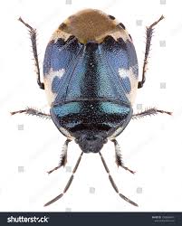 Attēlu rezultāti vaicājumam “Tritomegas bicolor nymph”