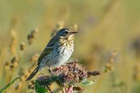 Image result for Anthus hodgsoni