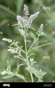 Attēlu rezultāti vaicājumam “Mentha longifolia flower”