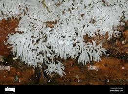 Attēlu rezultāti vaicājumam “Ceratiomyxaceae”