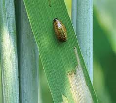Attēlu rezultāti vaicājumam “Ceruchus chrysomelinus larva”