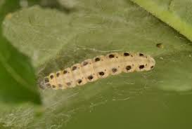 Attēlu rezultāti vaicājumam “Yponomeuta malinellus / cagnagella imago”