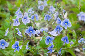 Attēlu rezultāti vaicājumam “Veronica chamaedrys flower”