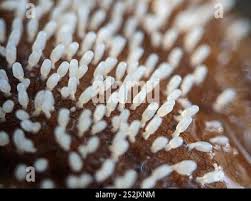 Attēlu rezultāti vaicājumam “Diachea leucopodia macro”