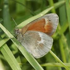 Attēlu rezultāti vaicājumam “Coenonympha tullia underside”