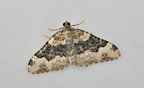 Attēlu rezultāti vaicājumam “Epirrhoe”