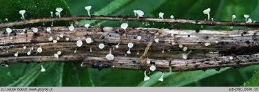 Attēlu rezultāti vaicājumam “Hymenoscyphus calyculus”