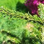 Attēlu rezultāti vaicājumam “Abies mariesii”