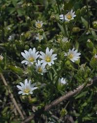 Attēlu rezultāti vaicājumam “Cnidium dubium”