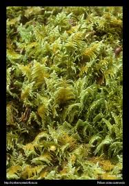 Attēlu rezultāti vaicājumam “Ptilium crista-castrensis”