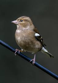 Attēlu rezultāti vaicājumam “Fringilla coelebs female”