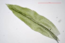 Attēlu rezultāti vaicājumam “Zygodon rupestris”