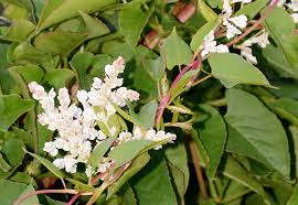 Attēlu rezultāti vaicājumam “Fallopia convolvulus fruit”