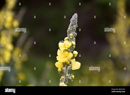 Attēlu rezultāti vaicājumam “Verbascum thapsus bud”